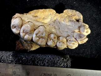 Mandíbula de Misliya (Homo sapiens)