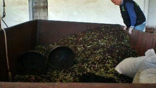 Aceitunas Aceitunas