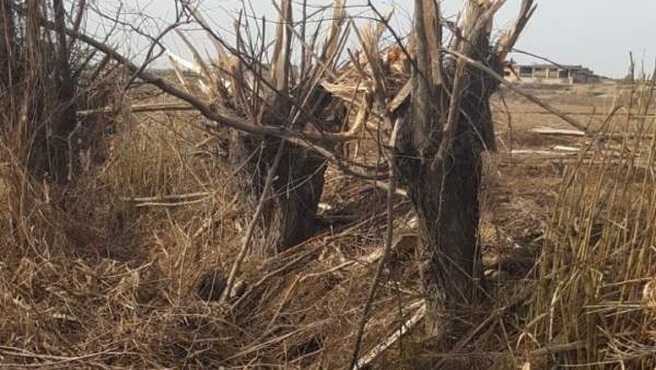 Imagen de la zona en la que han aparecido los árboles cortados Imagen de la zona en la que han aparecido los árboles cortados