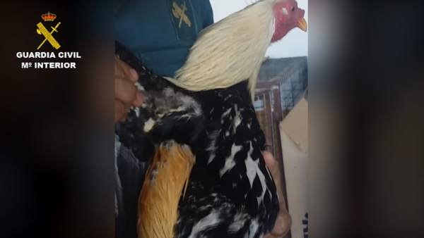 Gallo de pelea intervenido por la Guardia Civil. Gallo de pelea intervenido por la Guardia Civil.