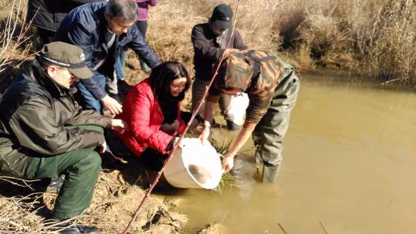 Suelta de angulas en el Río Barbate por la Junta Suelta de angulas en el Río Barbate por la Junta