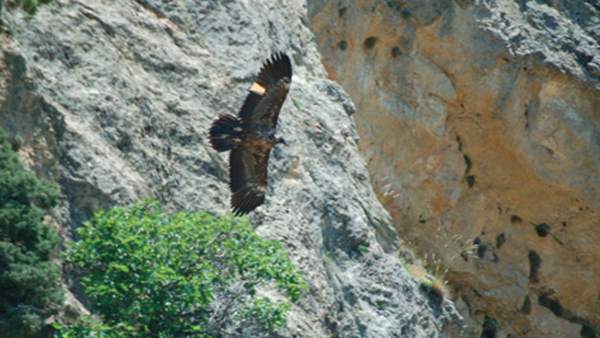 Quebrantahuesos En Libertad Quebrantahuesos En Libertad