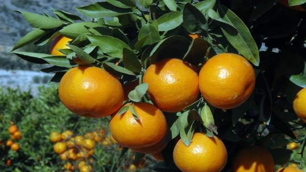 Naranjas Naranjas
