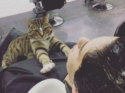 Una gata que trabaja en una peluquería de Australia, ayuda a reducir el estrés de sus clientes.