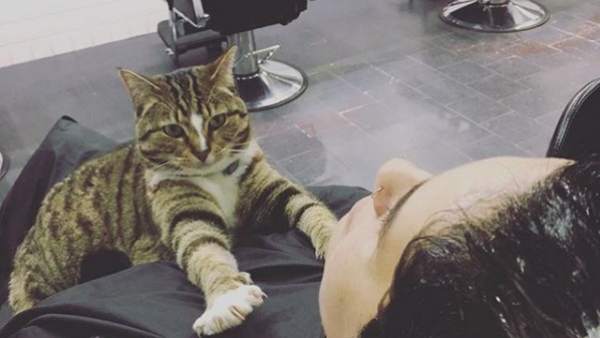 Una gata que trabaja en una peluquería de Australia, ayuda a reducir el estrés de sus clientes. Una gata que trabaja en una peluquería de Australia, ayuda a reducir el estrés de sus clientes.