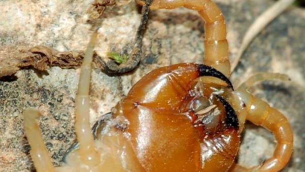 Escolopendra Escolopendra