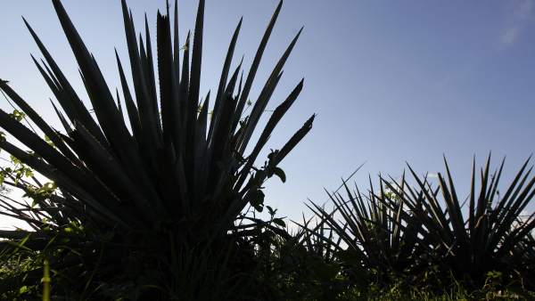 Agave Agave