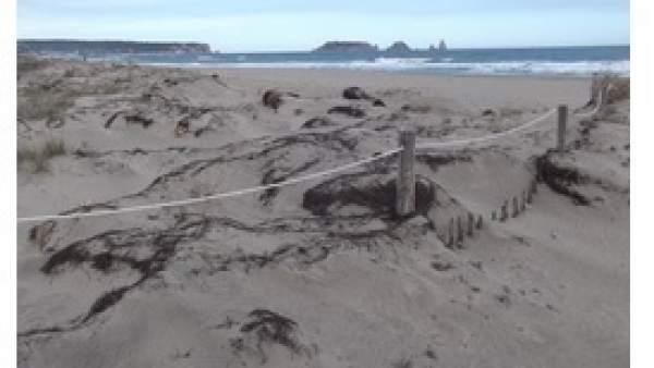 Estado actual de las dunas en Torroella de Montgrí Estado actual de las dunas en Torroella de Montgrí