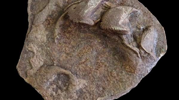 Huellas de tortugas fósiles Huellas de tortugas fósiles