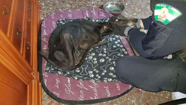 Un agente acaricia al galgo encontrado en estado famélico en Jaén. Un agente acaricia al galgo encontrado en estado famélico en Jaén.
