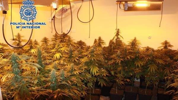 Plantación de marihuana en la zona norte de la capital Plantación de marihuana en la zona norte de la capital