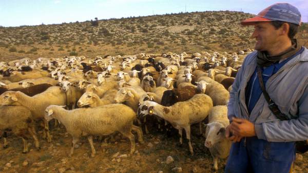 El Consell fomentarà el pasturatge per a previndre els incendis forestals El Consell fomentarà el pasturatge per a previndre els incendis forestals