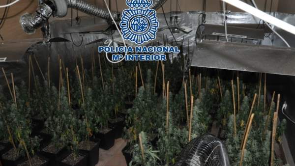 Plantas de marihuana incautadas en Lucena Plantas de marihuana incautadas en Lucena