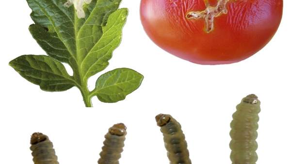 Logran tomates más resistentes a las plagas Logran tomates más resistentes a las plagas