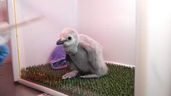 Cría de pingüino barbijo Cría de pingüino barbijo