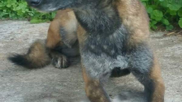 Perro sustraído Perro sustraído