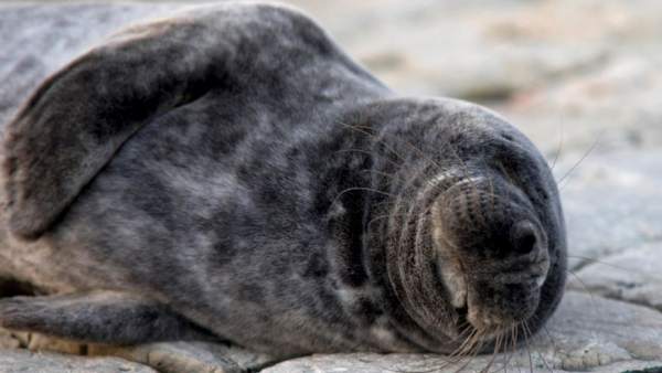 Un joven ejemplar de foca gris deambula por la bahía de Santander