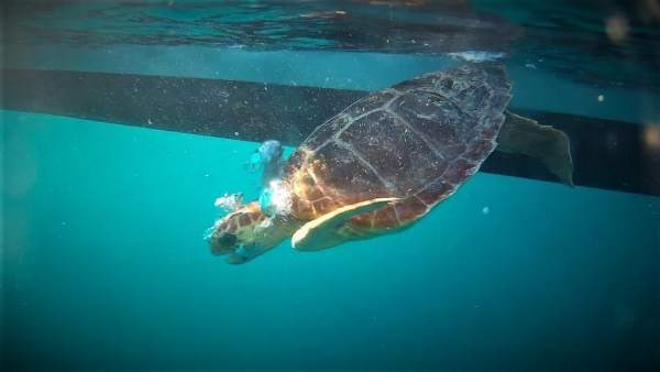 Palma Aquarium libera dos tortugas Palma Aquarium libera dos tortugas