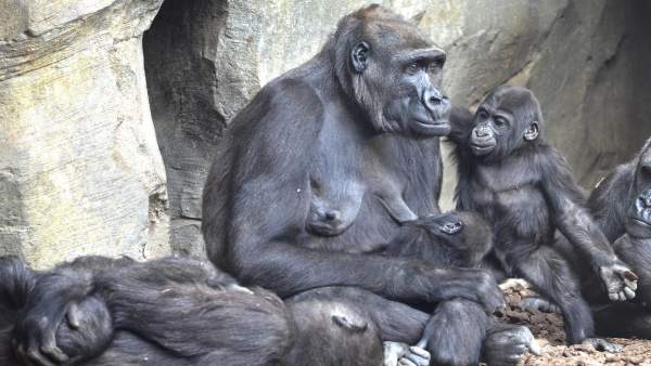 Bioparc cumple diez años Bioparc cumple diez años