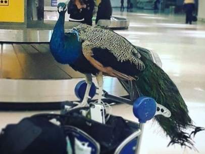 Pavo real