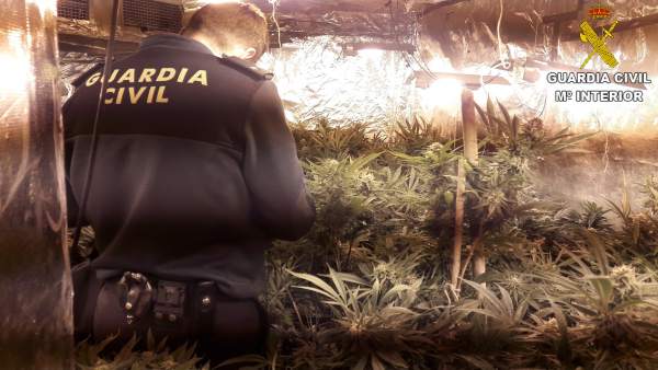 Mariahuana intervenida Mariahuana intervenida