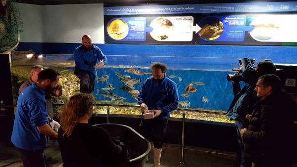 Llegada de una tortuga al Acuario de Sevilla Llegada de una tortuga al Acuario de Sevilla