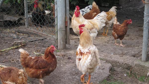 Gallinas, rural. Gallinas, rural.