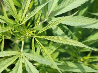 Marihuana