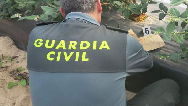 Remitiendo Np Opc Huelva 'La Guardia Civil Ha Intervenido Más De 100.000 Plantas Remitiendo Np Opc Huelva 'La Guardia Civil Ha Intervenido Más De 100.000 Plantas