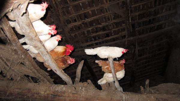 Gallinas y Gallos Gallinas y Gallos