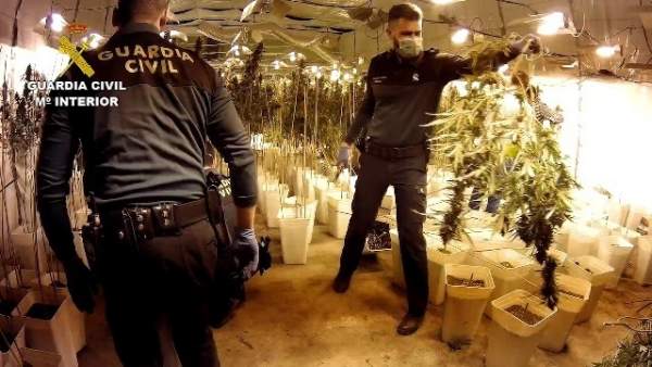 Desmantelada una plantación con 12.000 plantas de marihuana Desmantelada una plantación con 12.000 plantas de marihuana
