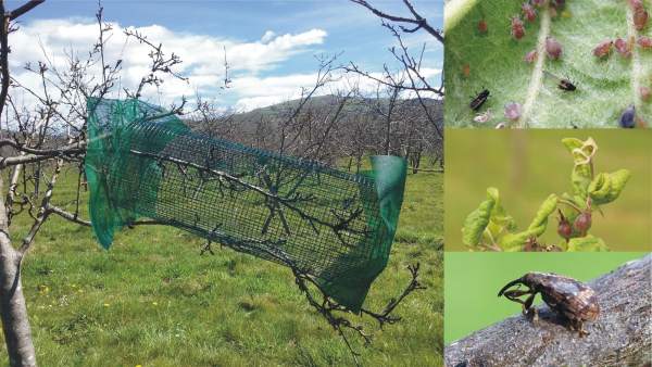 ESTUDIO SOBRE LA SIDRA Y LAS AVES ESTUDIO SOBRE LA SIDRA Y LAS AVES