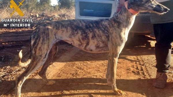 ' Denuncian El Robo De Sus Perros Para Intentar Evitar Su Implicación E Un Delit ' Denuncian El Robo De Sus Perros Para Intentar Evitar Su Implicación E Un Delit