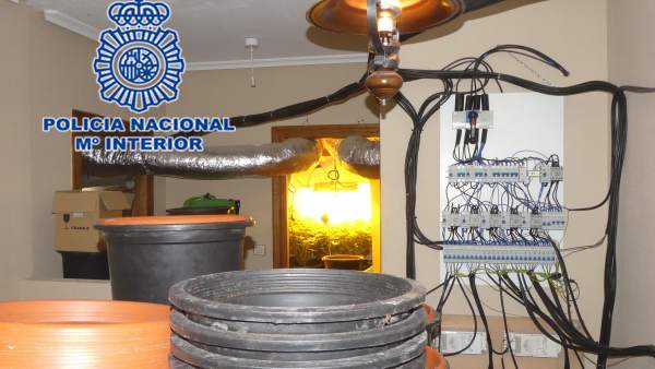 'La Policía Nacional Desmantela Una Plantación De Marihuana En La Urbanización A 'La Policía Nacional Desmantela Una Plantación De Marihuana En La Urbanización A