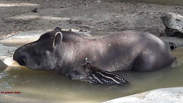 Tapir en el Zoo de Jerez Tapir en el Zoo de Jerez