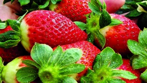 Fresas, Fresón Fresas, Fresón