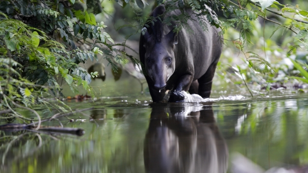 Tapir Tapir