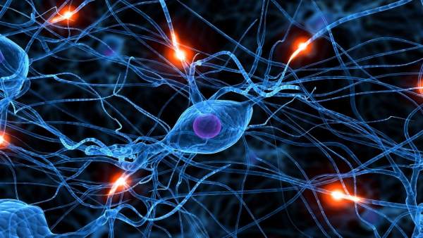 Cerebro Cerebro