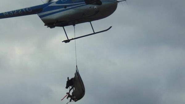 Un alce trasladado por un helicóptero Un alce trasladado por un helicóptero