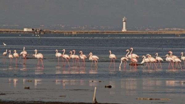 Delta de l'Ebre Delta de l'Ebre
