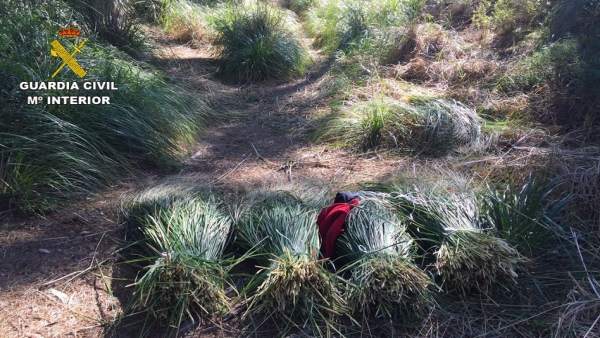 Plantas cortadas en una área protegida Plantas cortadas en una área protegida