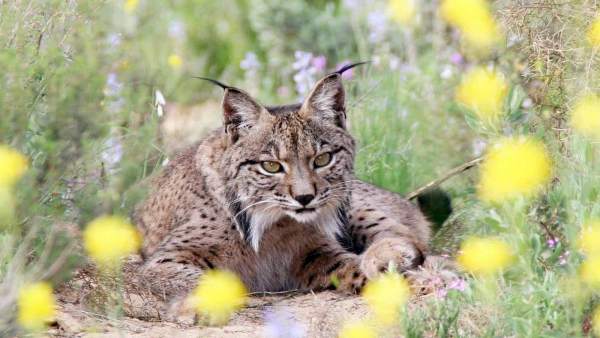 Lince Lince