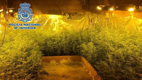 Plantación 'indoor' de marihuana Plantación 'indoor' de marihuana