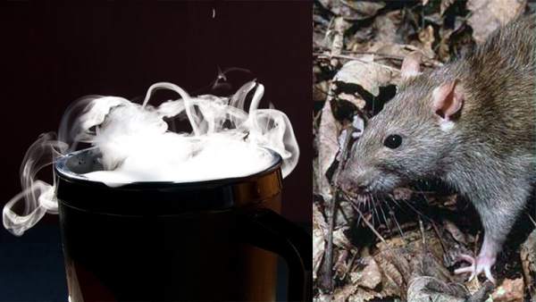Hielo seco contra las ratas Hielo seco contra las ratas