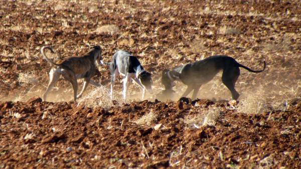 Galgos Galgos