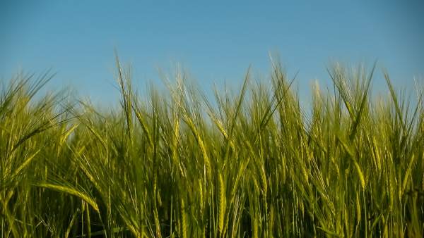 Cereales, campo, cultivo Cereales, campo, cultivo