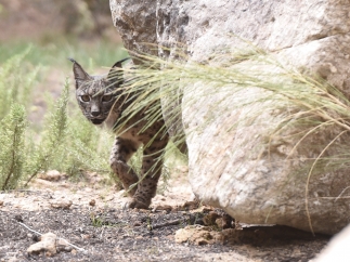 Lince ibérico