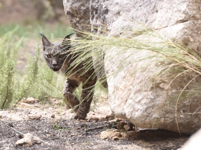 Lince ibérico