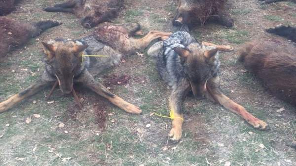 Imagen de una batida de caza con dos lobos muertos difundida en Redes Sociales Imagen de una batida de caza con dos lobos muertos difundida en Redes Sociales