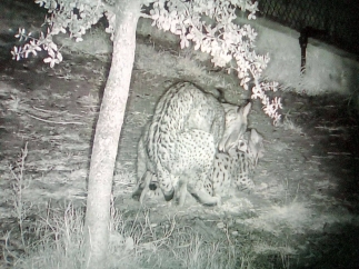 Cría en cautividad del lince ibérico
